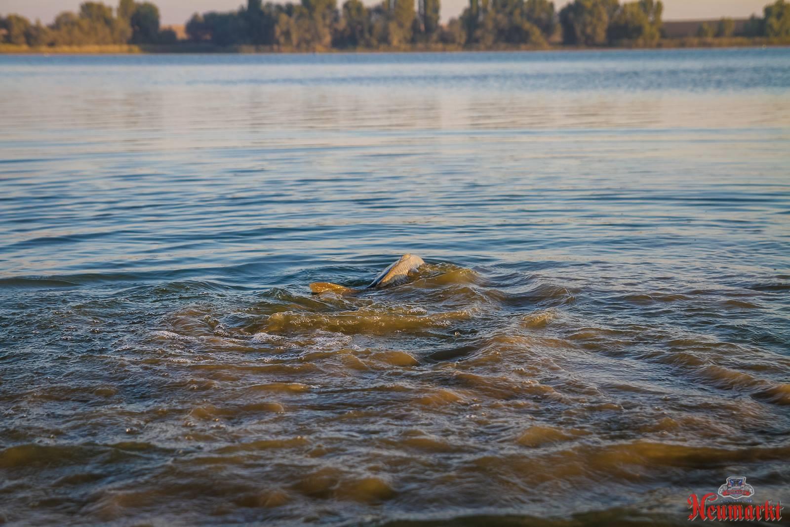 Concursuri 2016 by gor965 - 1448073911737528759813387113901342317472681o.jpg